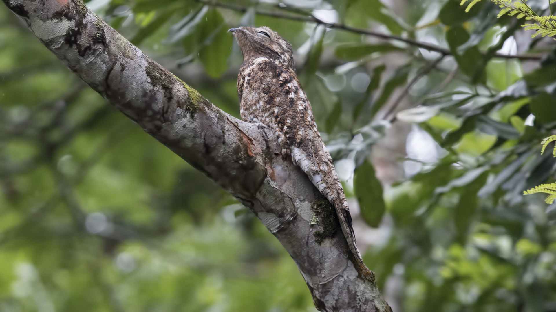 Great Potoo